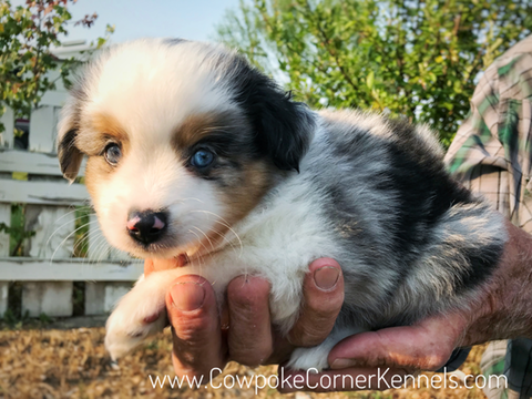 Spot-toy-aussie 2081