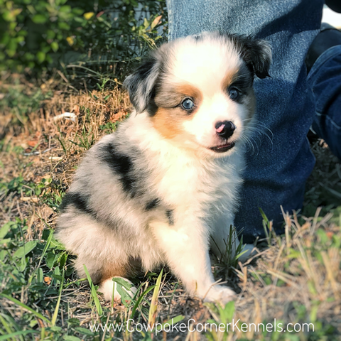 Spot-Toy-Aussie 2093