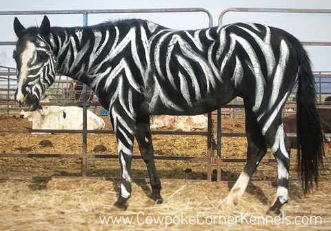 Zebra-horse-halloween 5020